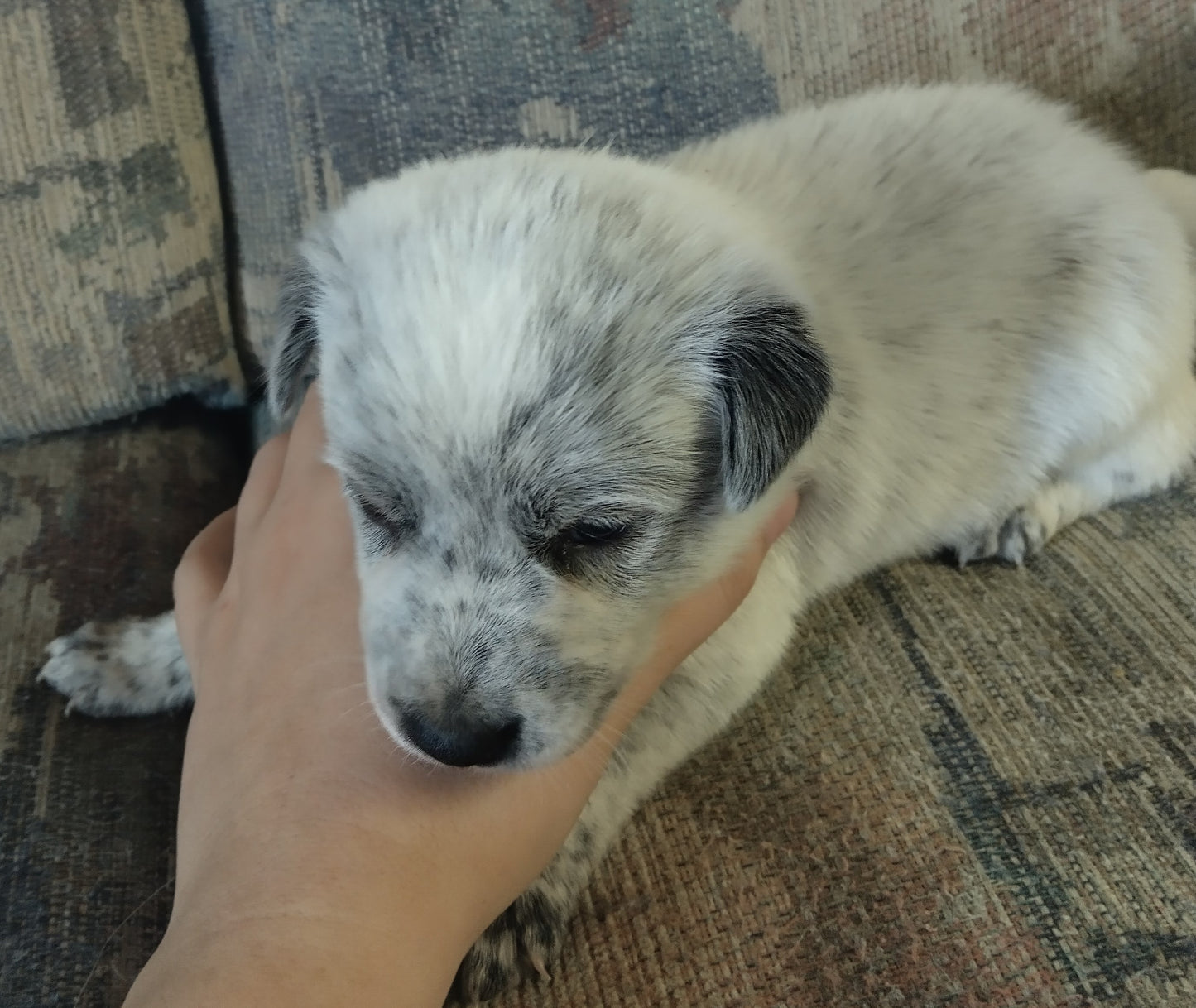 Purebred Blue Heeler Puppies