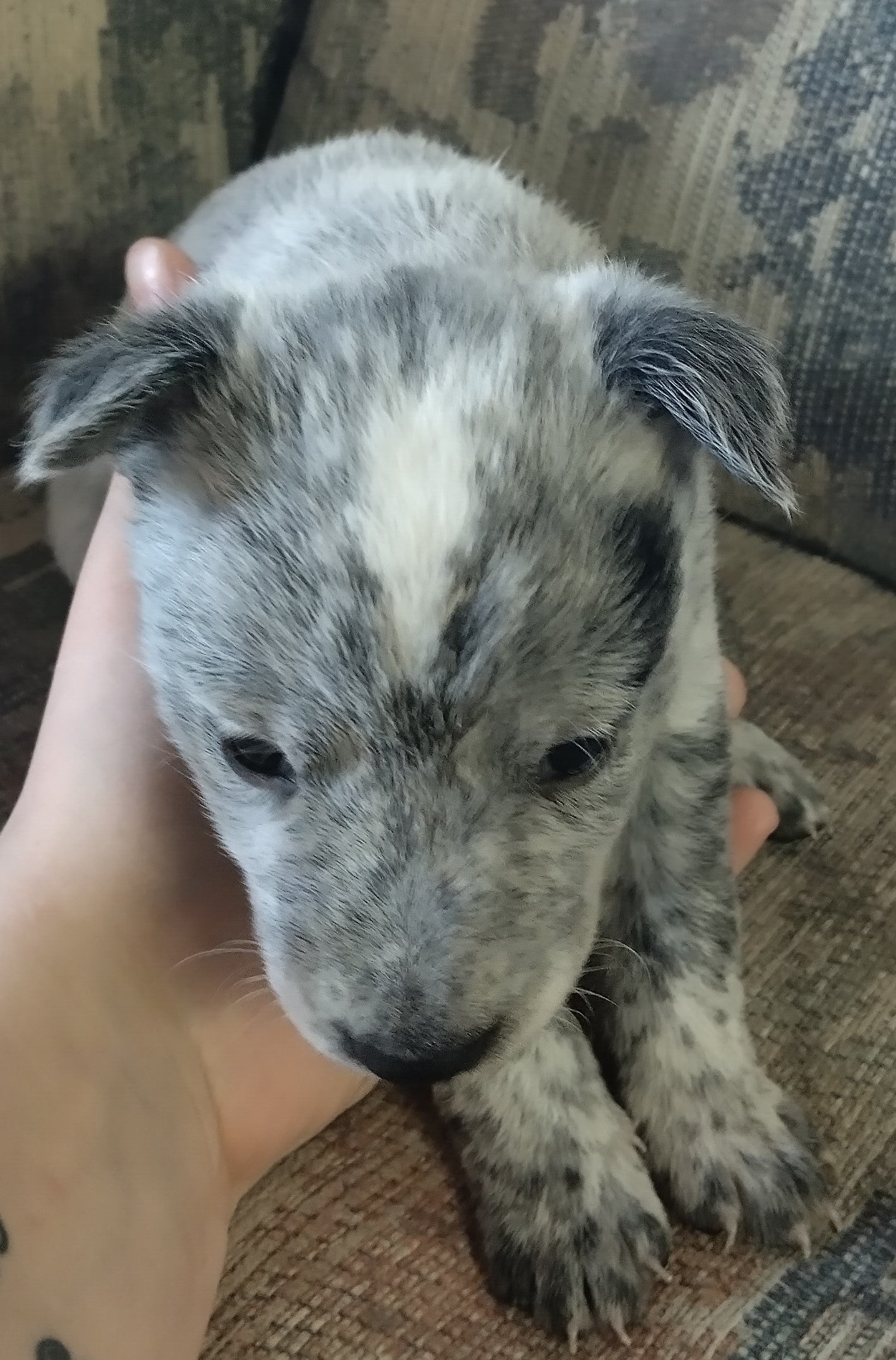 Purebred Blue Heeler Puppies