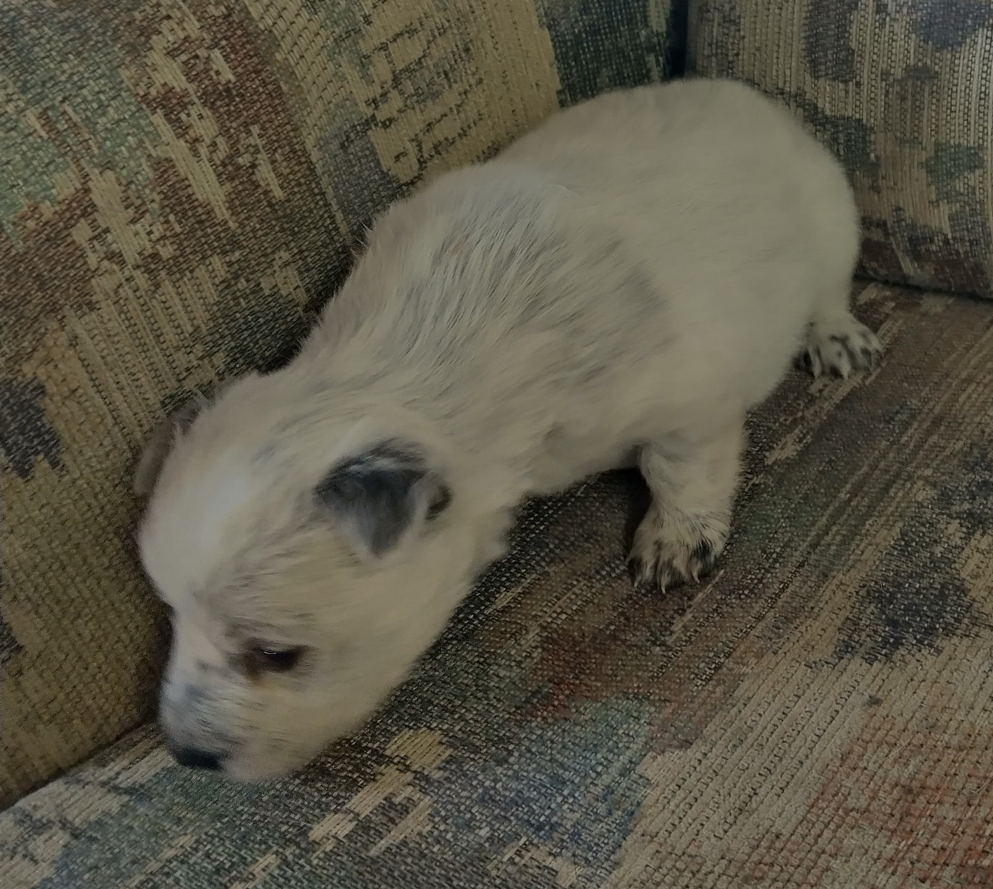 Purebred Blue Heeler Puppies