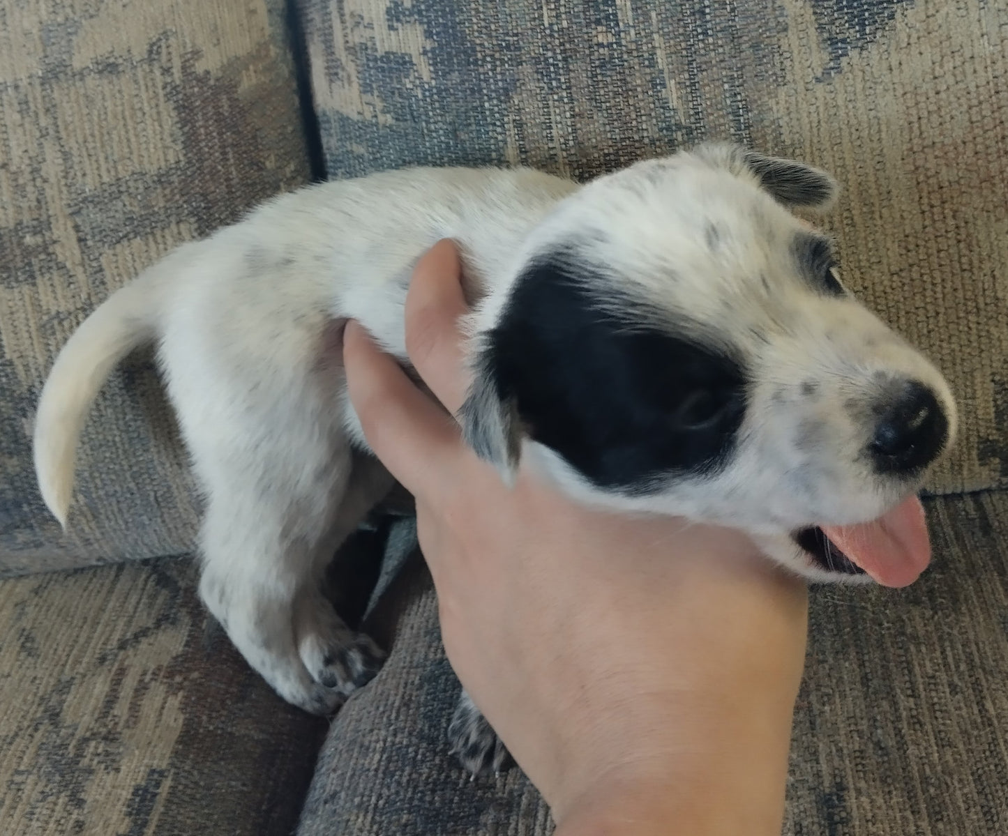 Purebred Blue Heeler Puppies