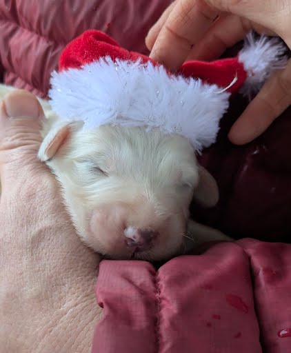 Purebred Great Pyrenees Puppies