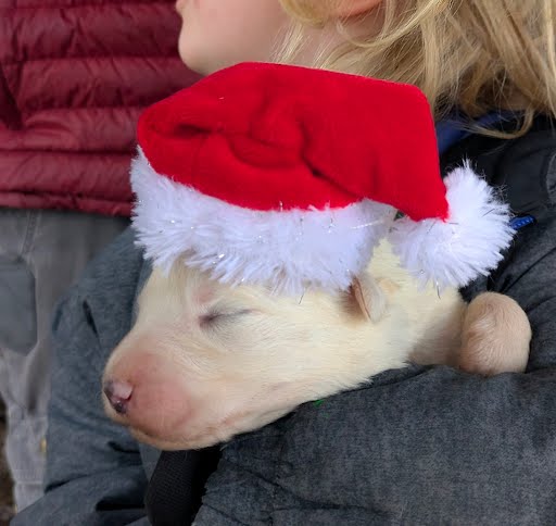 Purebred Great Pyrenees Puppies