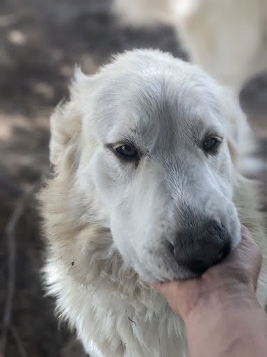 Purebred Great Pyrenees Puppies