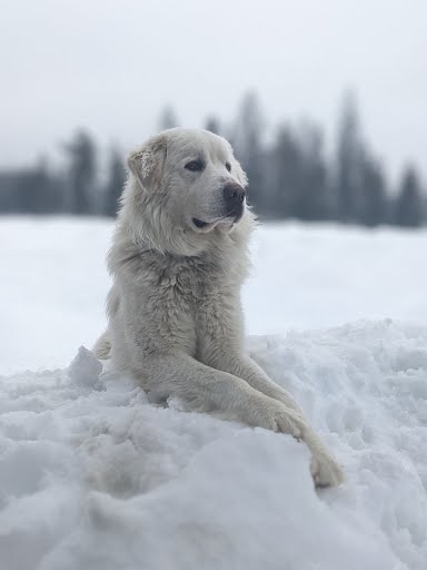 Purebred Great Pyrenees Puppies