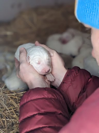 Purebred Great Pyrenees Puppies