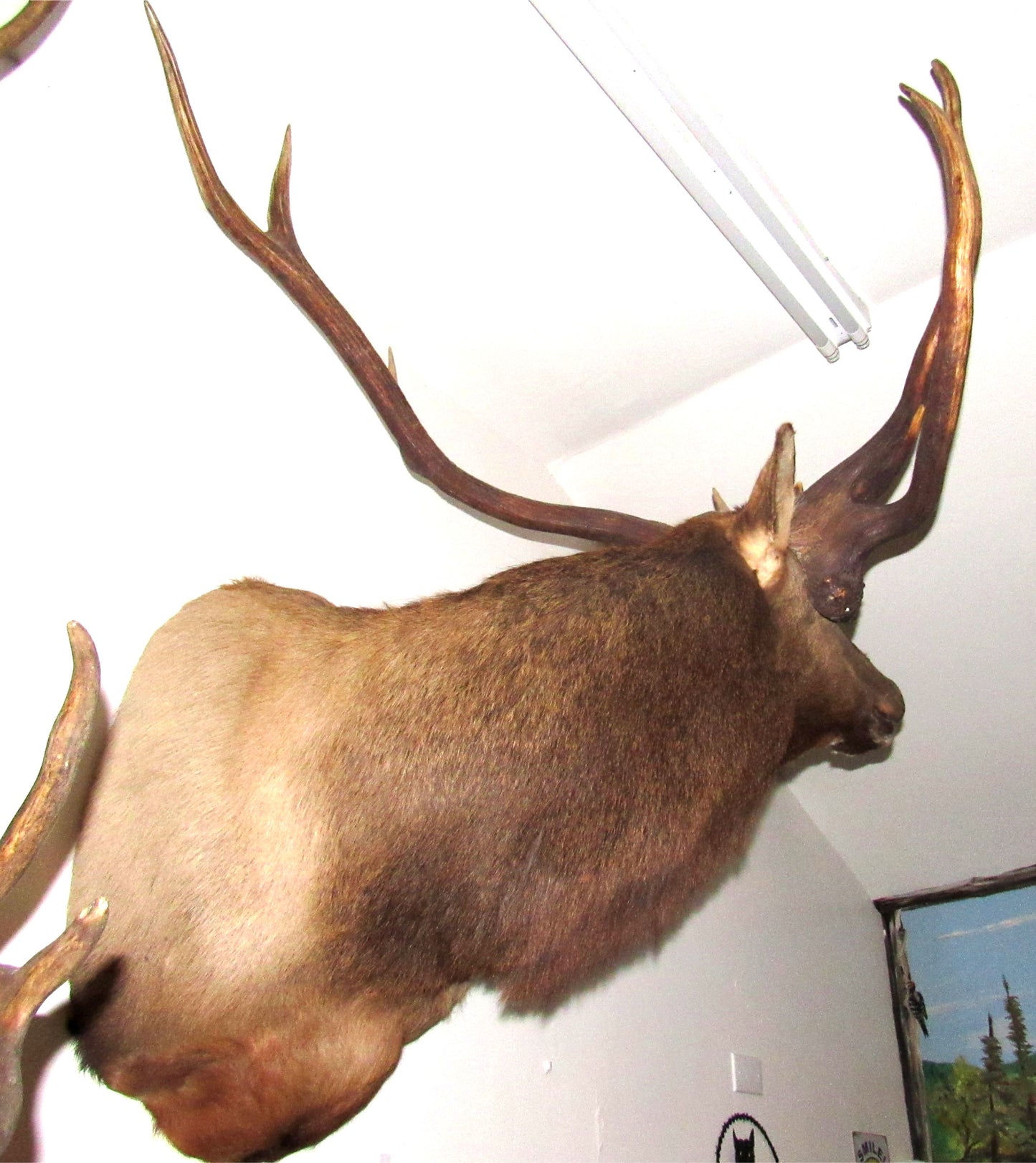 Rocky Mountain Elk with Roosevelt Antlers Shoulder Wall Mount