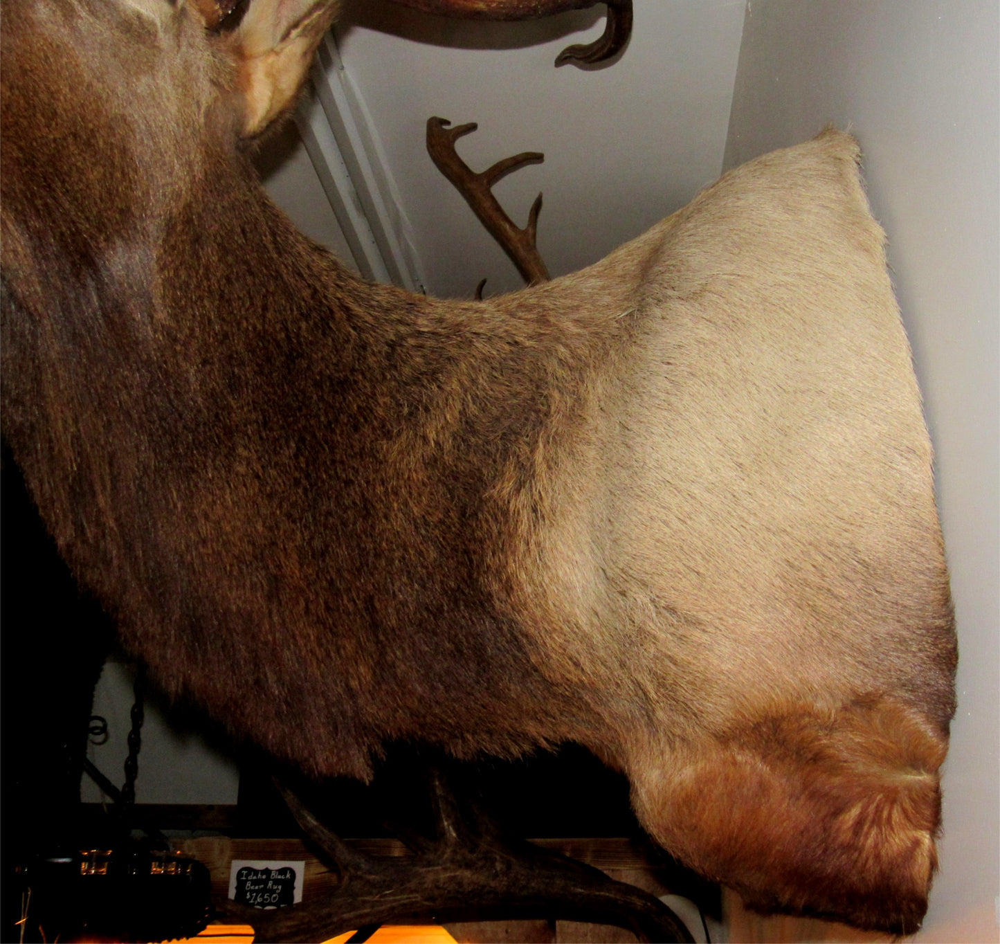 Rocky Mountain Elk with Roosevelt Antlers Shoulder Wall Mount