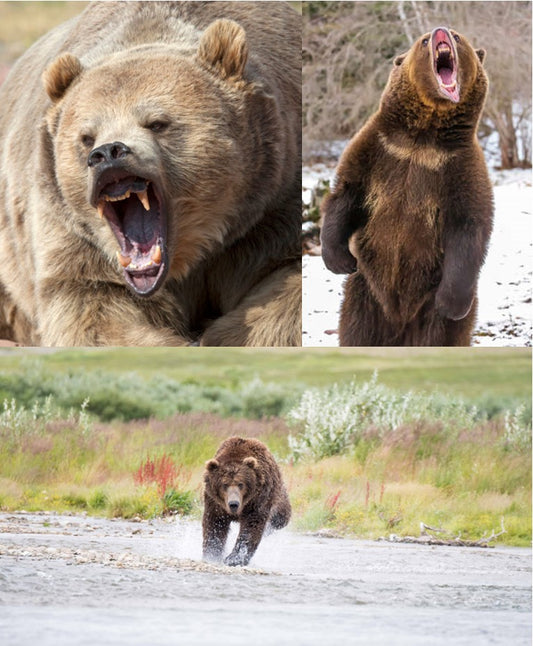 April 20th - How to Handle a Bear Attack *Extended Class*