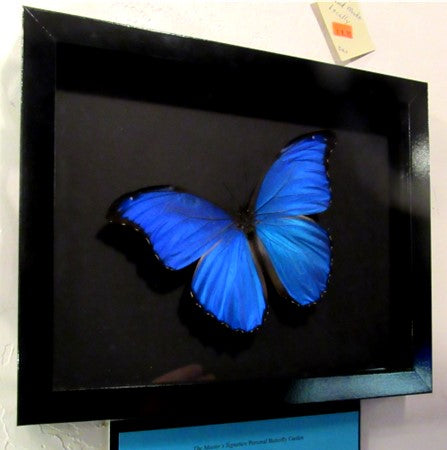 Blue Morpho Shadow Box Display