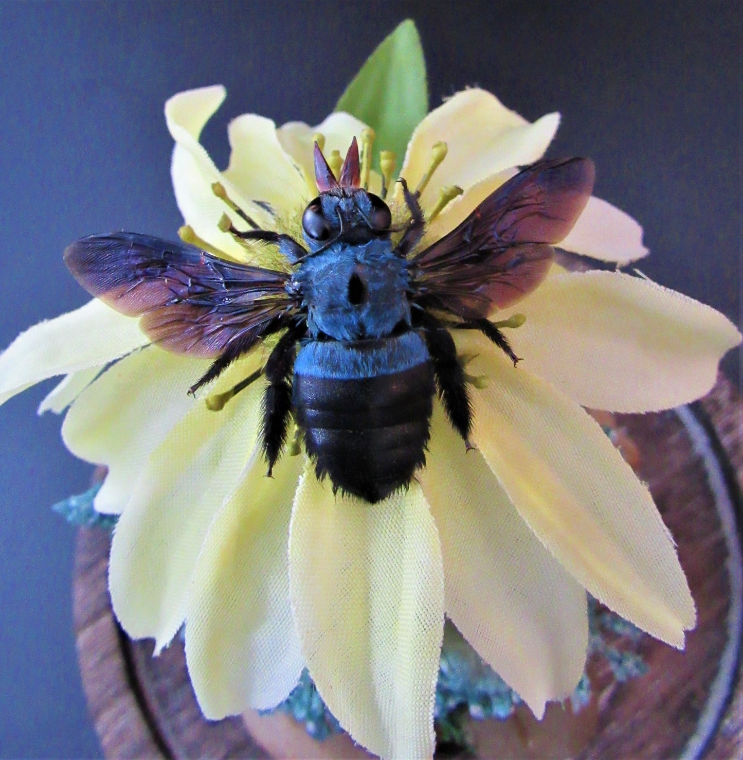 Genuine Giant Blue Bee Insect Garden