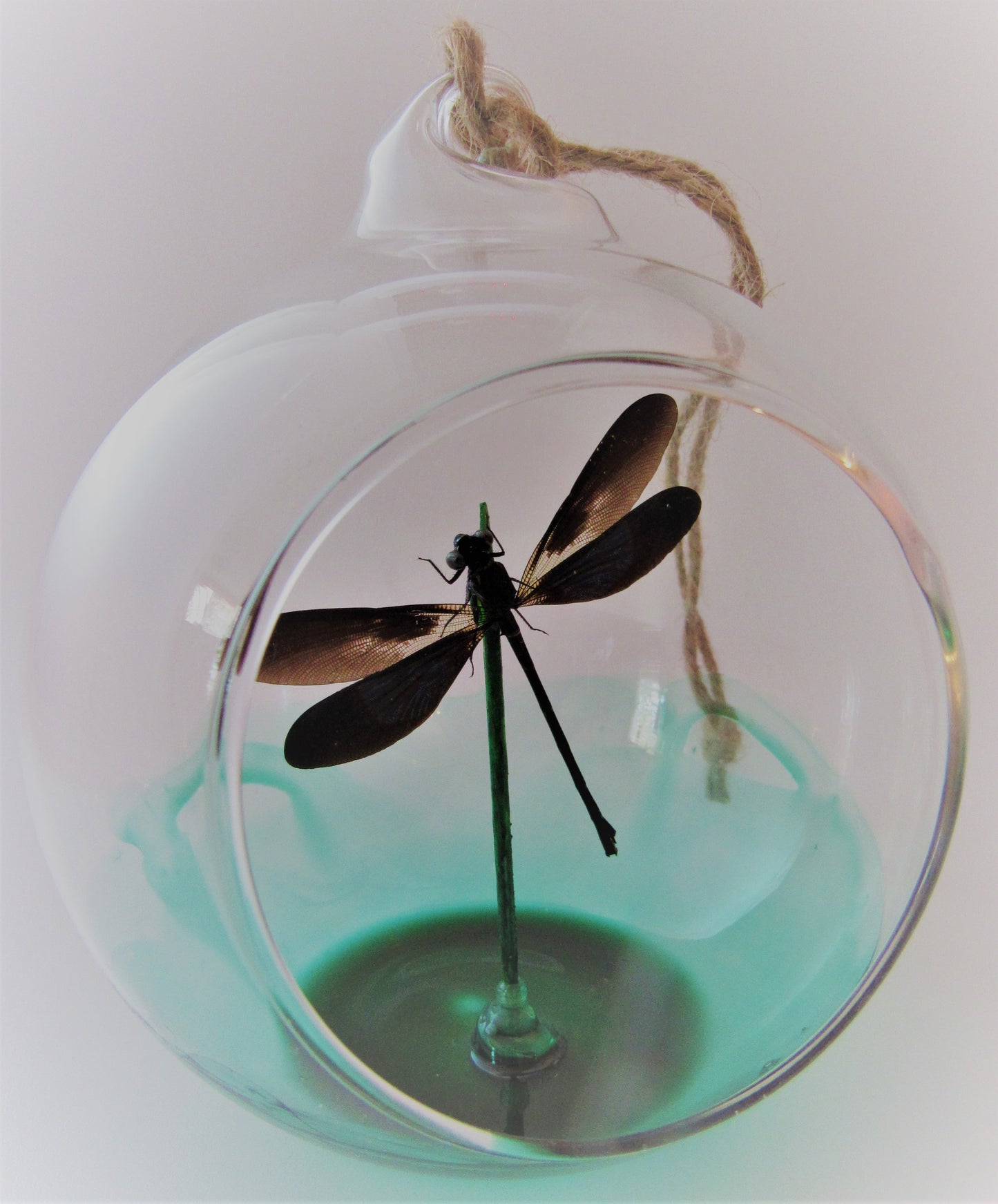 Genuine Dragonfly Suncatcher Ornament