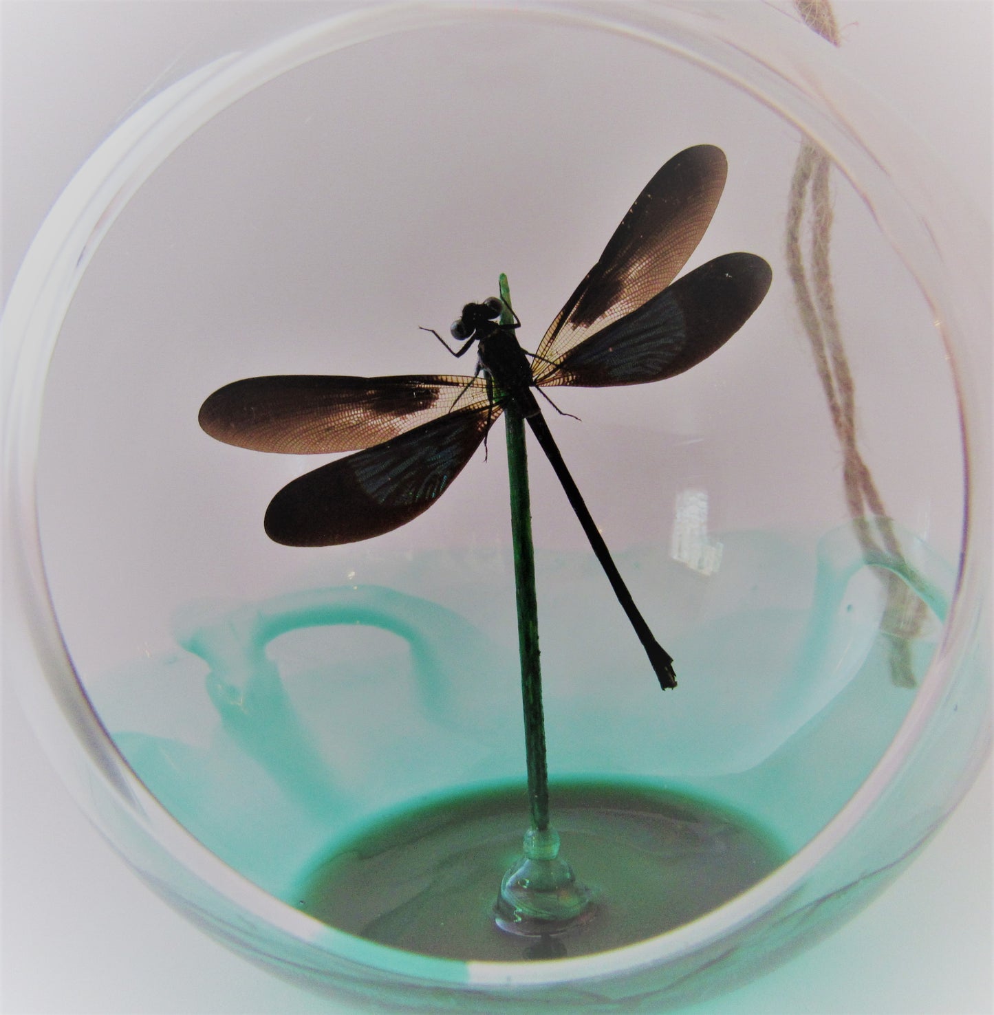 Genuine Dragonfly Suncatcher Ornament